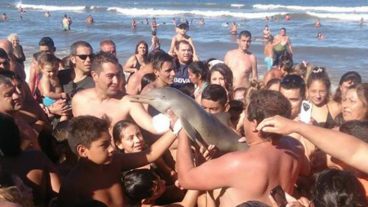 turistas sacan delfin playa santa teresita