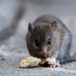 Alerta en Provincia de Buenos Aires: ya son 14 muertes por hantavirus y los síntomas confunden