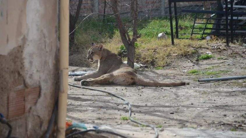 puma-neuquen