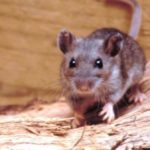 Triste noticia: Confirman que una menor falleció por Hantavirus en Maipú