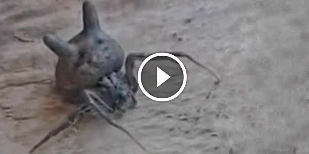 araña cabeza gato