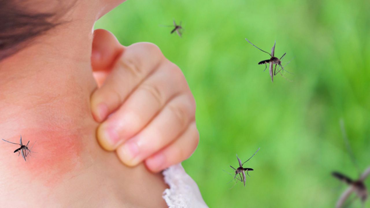 mosquitos