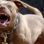 Un hombre fue atacado por dos pitbulls y sufrió heridas gravísimas en sus piernas