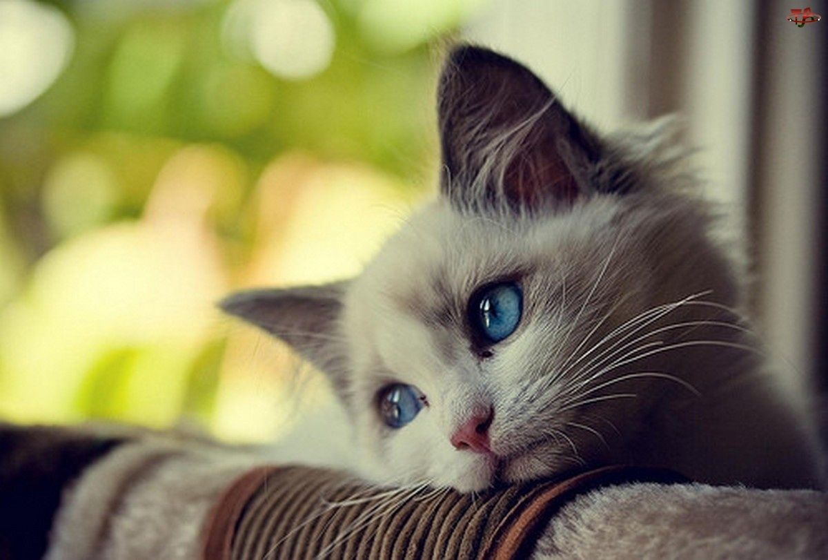 dia internacional del gato