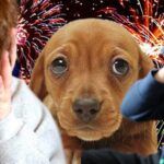 Navidad responsable: Celebrar sin ruido protege a niños y mascotas