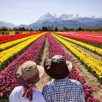 El Campo de Tulipanes de Trevelin confirmó su temporada 2025 con fechas, precios y descuentos online