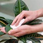 Las plantas en casa mejoran tu bienestar emocional y reducen el estrés