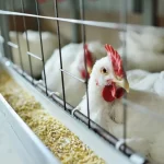 Confirman un caso de gripe aviar en un establecimiento de aves de traspatio de Lezama