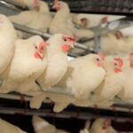 Suspenden las exportaciones avícolas tras confirmarse gripe aviar en un establecimiento comercial bonaerense