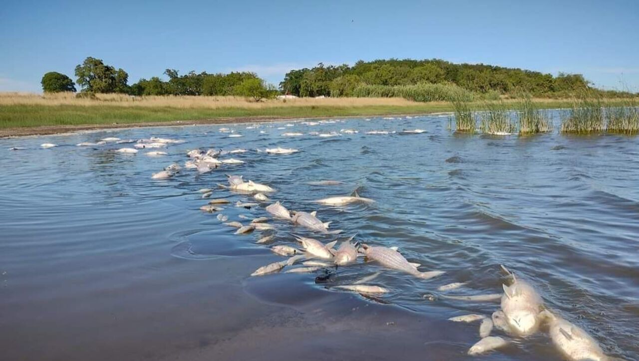 peces-laguna-provincia-buenos-aires