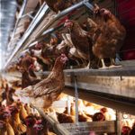 Confirman un caso de Gripe Aviar en una granja comercial de Ranchos