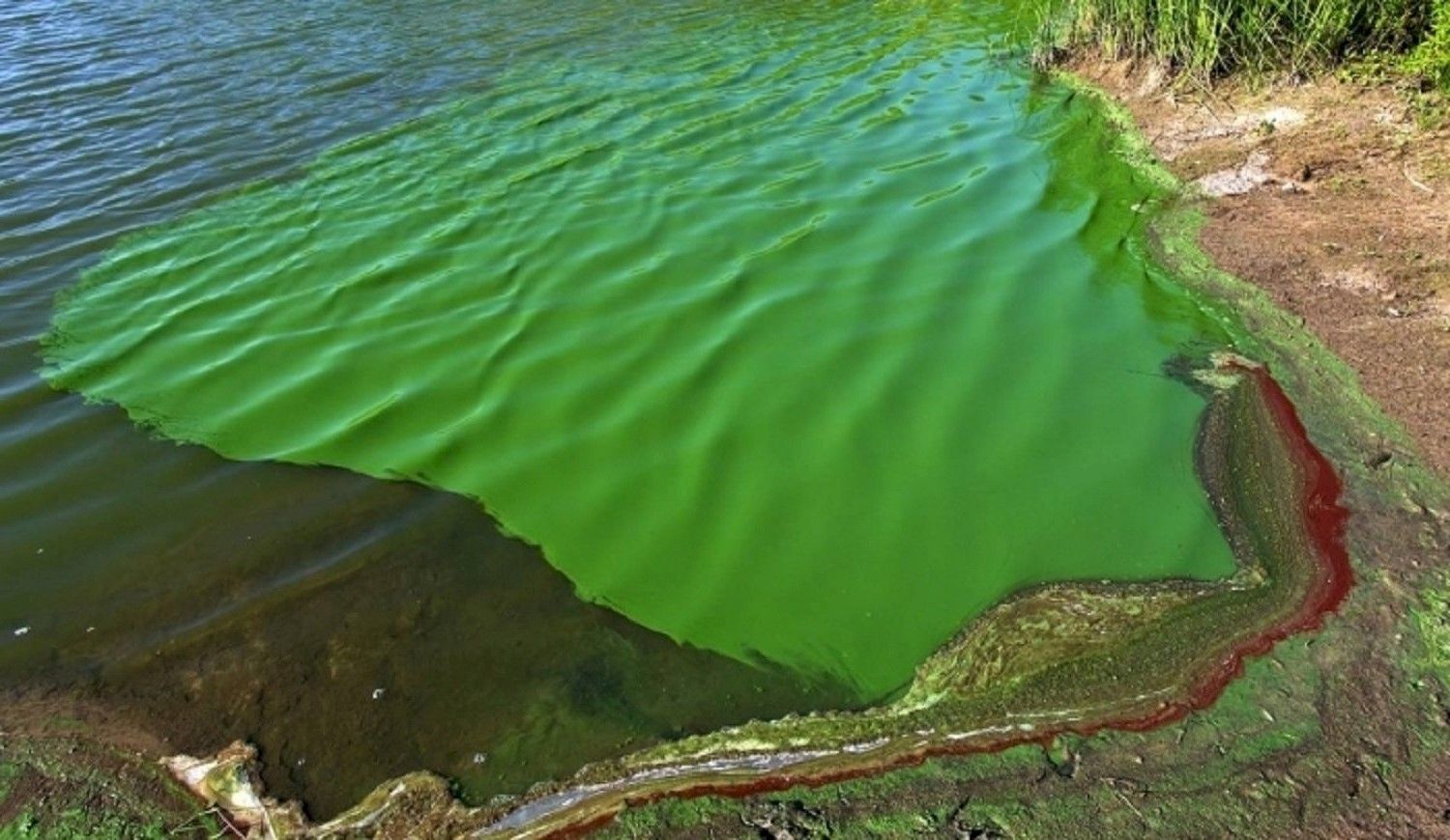 Cianobacterias