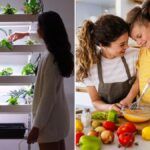 Huerta hidropónica en casa: alimentos saludables al alcance de tu mano