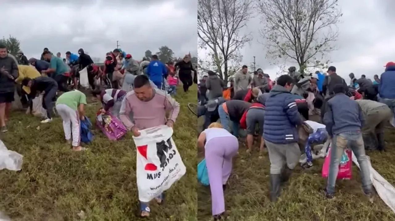 Video viral robo de papas