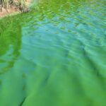 Alerta roja por cianobacterias en provincia de Buenos Aires: ¿Cuáles son los municipios afectados?