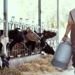 Día del Tambero: ¿Por qué se celebra cada 23 de febrero?