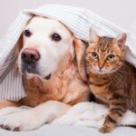 ¿Cómo cuidar a nuestras mascotas del frío extremo?