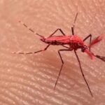 Liberan miles de mosquitos rojos en Argentina y piden a la población no matarlos: ¿Cuál es la razón?