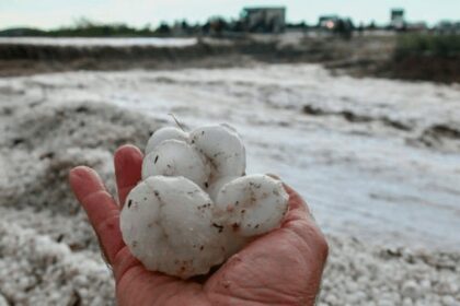 Granizoo