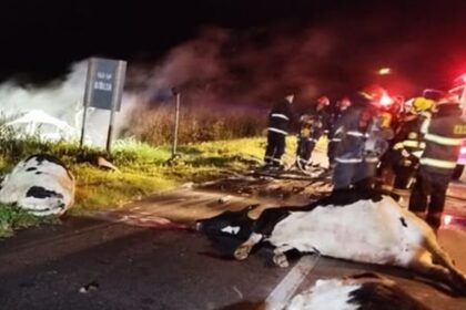 accidente vacas ruta 41