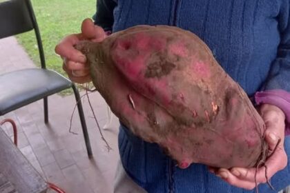 batata