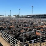 Mercado Agroganadero de Cañuelas: Precios de hoy y variaciones en índices