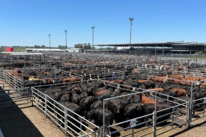 Mercado Agroganadero: ¿Por qué bajaron los precios pese a la buena demanda?