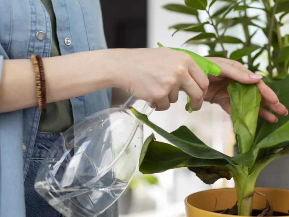 Las plantas en casa mejoran tu bienestar emocional y reducen el estrés