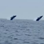 Video: Ballenas francas sorprenden a pescadores en las costas bonaerenses