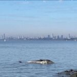 Insólito hallazgo en Vicente López: una ballena apareció sin vida en la costa del Río de la Plata