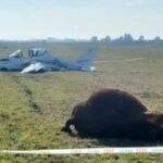 Insólito accidente en Chivilcoy: Un pequeño avión chocó contra un toro al aterrizar