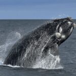 La temporada de ballenas en Península Valdés ya comenzó: un destino ideal para visitar en Argentina
