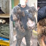 Rescatan a 43 perros en Lanús: vivían en condiciones extremas de hacinamiento y maltrato