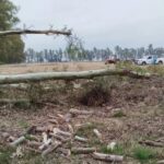 Tragedia: un hombre de 56 años murió al caerle un árbol mientras trabajaba