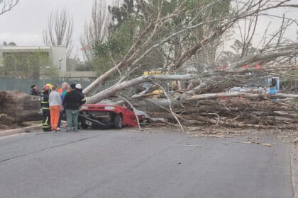 Temporal en Mendoza dejó una víctima y caos tras caída de árbol sobre un auto en Maipú