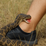 Mordedura de yarará en General Lavalle: Qué medidas tomar sin perder tiempo