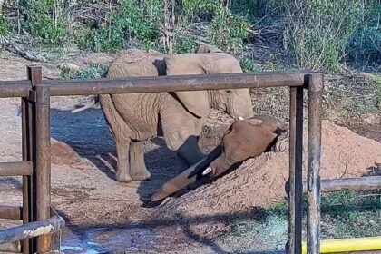 Falleció Pupy, la elefanta que buscó libertad tras años de cautiverio en Buenos Aires