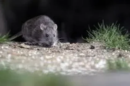 Hantavirus en Bariloche: un albañil murió y dos personas están aisladas por contagio sospechoso