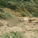 Hallan sin vida a un costado de la Ruta 3 a un hombre que era buscado desde hace un mes