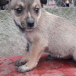 Por la crisis económica, cierra el Refugio Municipal de Animales de General Madariaga