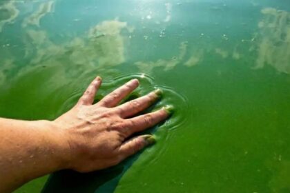 cianobacterias Provincia