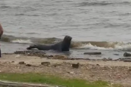 Un lobo marino sorprendió en la costanera de Vicente López en Navidad: así fue el rescate