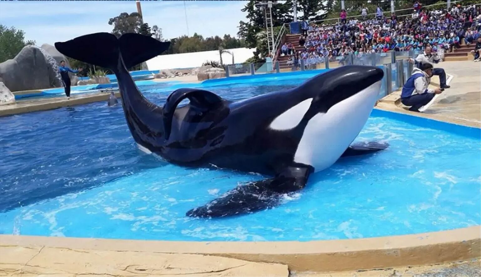 orca mundo marino2