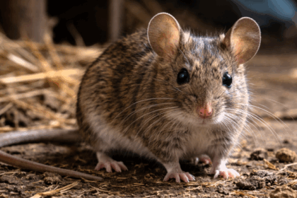 Tragedia en General Belgrano: muerte de niña por hantavirus enciende alerta sanitaria en la Provincia