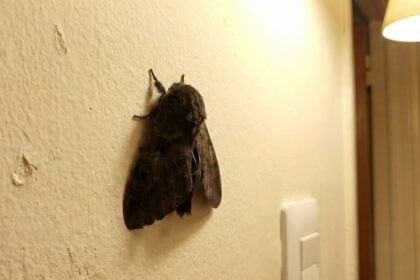 polillas negras provincia