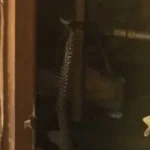 Hacían un asado en Sierra de los Padres y apareció una yarará de un metro y medio