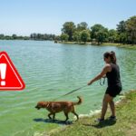 Cianobacterias en PBA: por qué son letales para las mascotas y qué síntomas vigilar si vas a una laguna