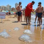 Medusas aguas vivas costa bonaerense pba