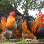 Preocupación y malestar en Ayacucho por gallos que no dejan dormir