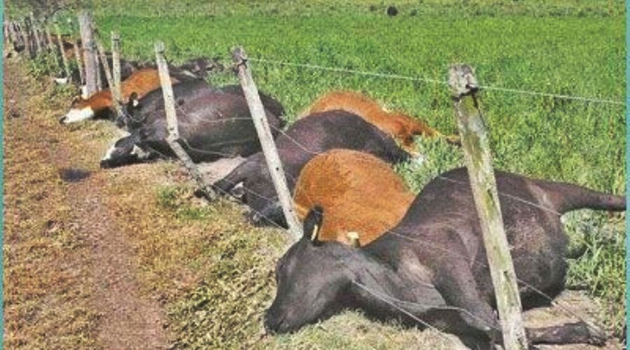 Misterio por la muerte de 49 vacas en un campo de bavio